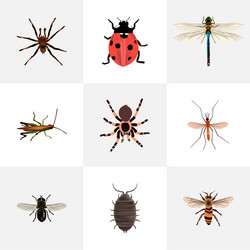 Set of bug realistic symbols with black widow vector