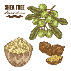 Shea Tree Nuts & Butter – Close-Up vector image