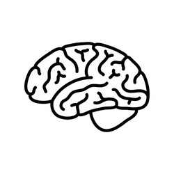 human brain anatomy vector