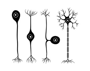 Sensory neuron motor neuron and interneuron Vector Image