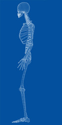 Human skeleton posing isolated over black Vector Image