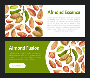 almond nut banner design with shell and kernel vector image