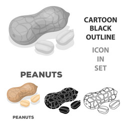 Peanut in the shelldifferent kinds of nuts single vector