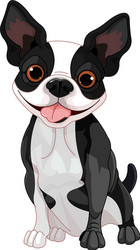 Boston terrier vector