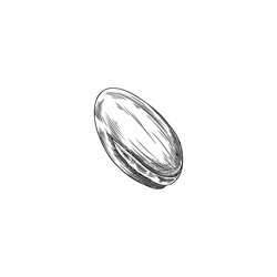 argan tree nut in shell engraved sketch vector image