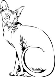 Sphynx Cat Portrait Vector Image