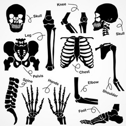 Human bones skeleton dark black silhouette Vector Image