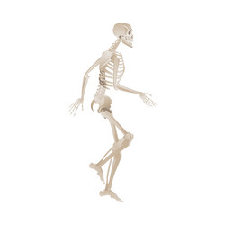 White skeleton running or walking in dynamic vector