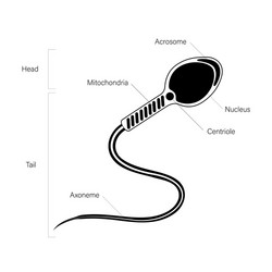 reproductive system concept vector