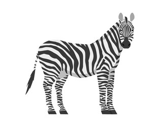 flat of zebra side view vector