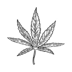 Cartoon Weed Leaf Vector Images (over 2,800) Cartoon Weed Leaf Vector Images (over 2,800)
