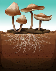 Mushroom with Roots in Soil vector image