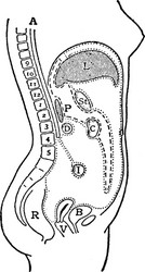 vertical median section of the trunk vintage vector