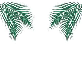 Tropical Palm Leaves Vector Image