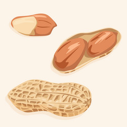 peanuts in shell and without vector image