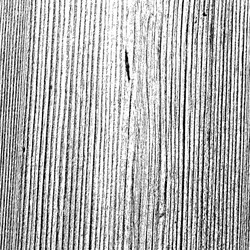 Light Oak Wood Texture Vector Image