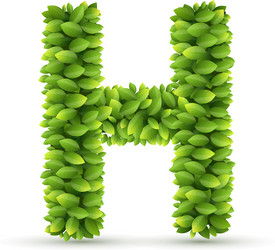 Letter h alphabet of green leaves vector