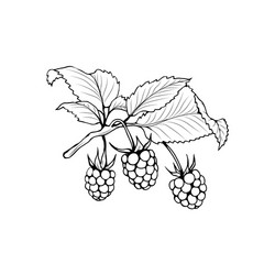 Black Ink Raspberry Branch Sketch vector image