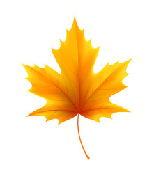 Autumn yellow maple leaf leaves vector