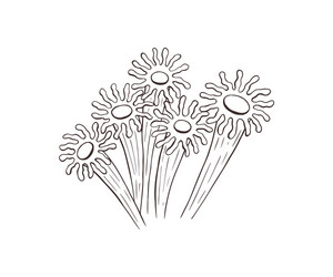 anemone sketch collection Vector Image