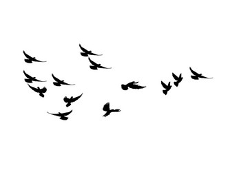 Silhouette Flock of Birds Vector Image