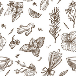 herbs sketch pattern background seamless vector image
