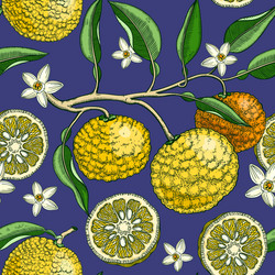 hand drawn yuzu background design vintage citrus vector