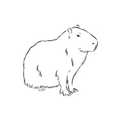 Capybara hand drawing animals south america vector