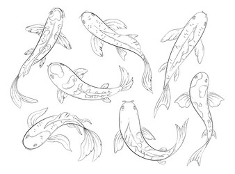 koi carp fishes hand drawn Vector Image