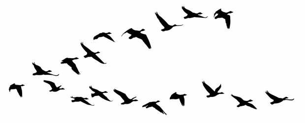 Birds in Flight - Aerial View Vector Image