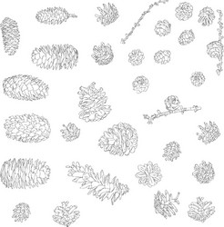 Pine cone and fir tree set botanical hand drawn Vector Image