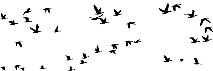 flight of birds Vector Image
