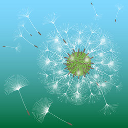 abstract background of a dandelion for design vector image