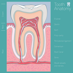 tooth medical anatomy with words vector