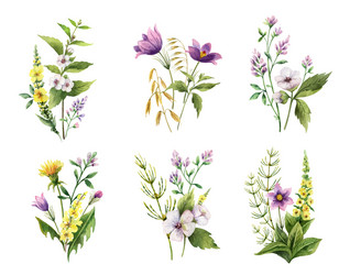 Watercolor Floral Bouquet Set Vector Image