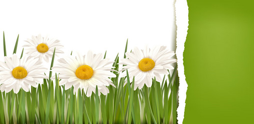 Spring nature background with grass and flowers Vector Image
