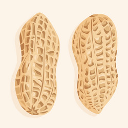 peanuts in shell two different shapes vector image