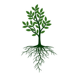 Simple Green Tree with Roots Vector Image