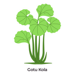 gotu kola centella asiatica round fan shaped light Vector Image