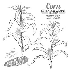 Corn plant Royalty Free Vector Image - VectorStock