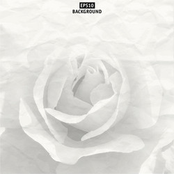 Elegant White Rose Vector Image