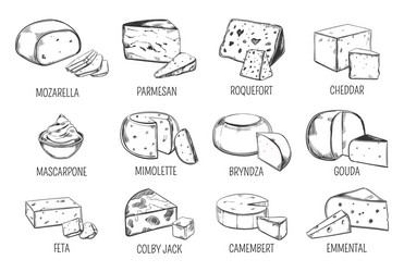 set of isolated sketches cheese types vector