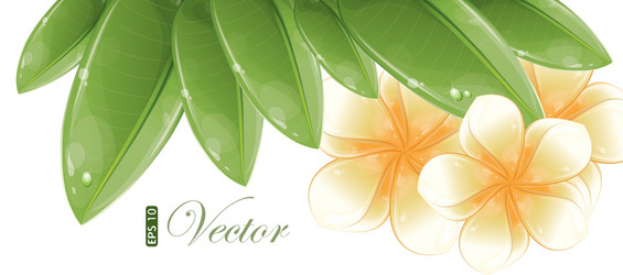 Frangipani flower Royalty Free Vector Image - VectorStock