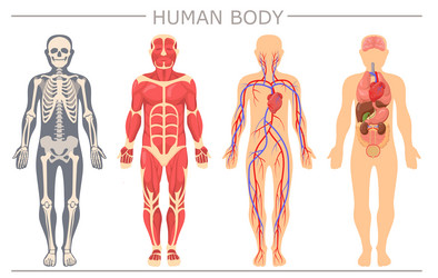 human body structure set vector