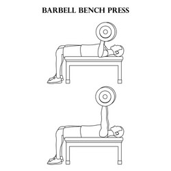Dumbbell Bench Press Vector Images (over 600)
