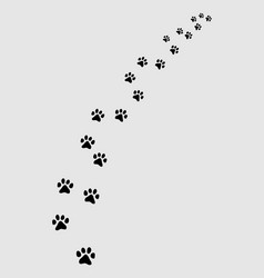 Cat Paw Prints Vector Image