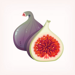 image of fresh ripe fig fruit sliced in half vector