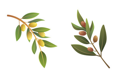 Olive Branch with Olives Vector Image