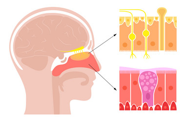 Nasal cavity anatomy vector