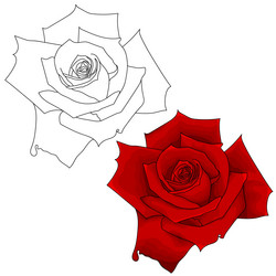 Red rose isolated flower on white background vector